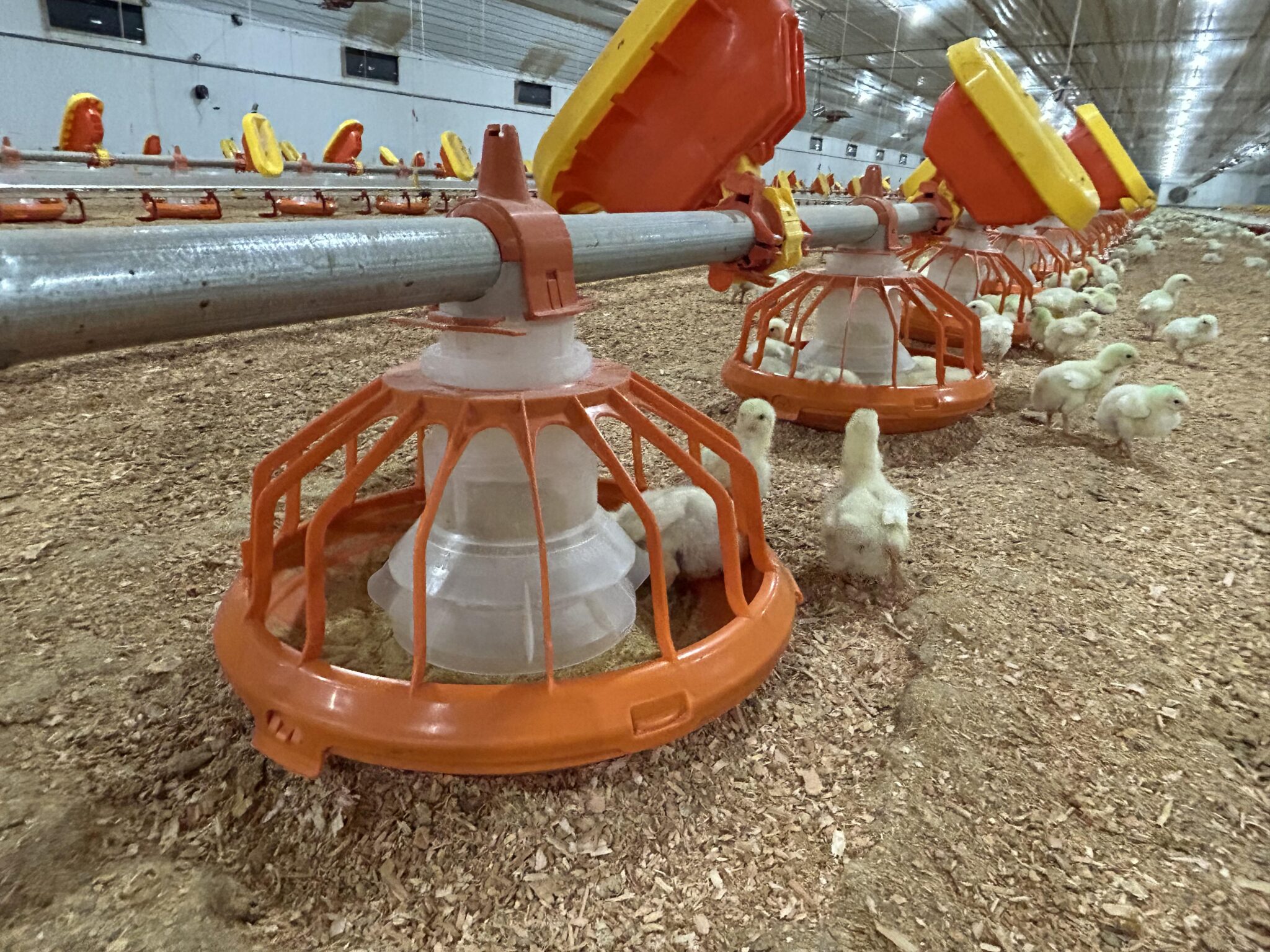 Chicken industry officials host tour of mega chicken facility as part of a lobbying effort