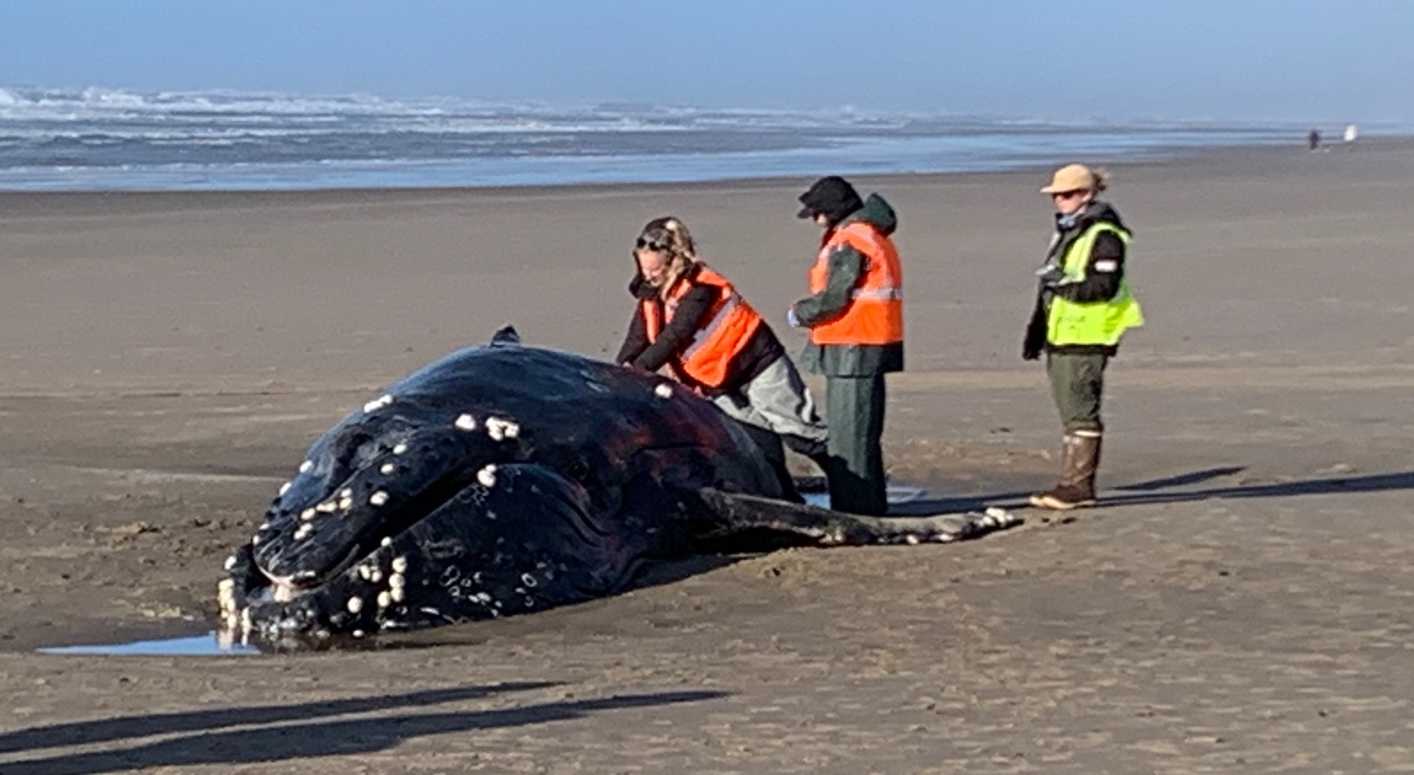 Young humpback whale stranded near Yachats euthanized after rescue efforts fail