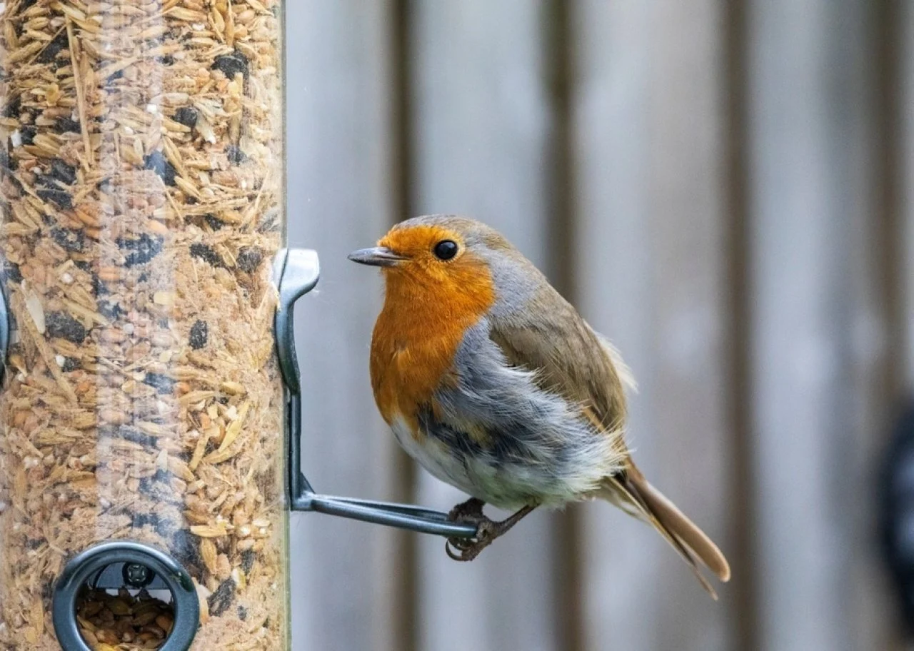 Most commonly seen birds in Oregon