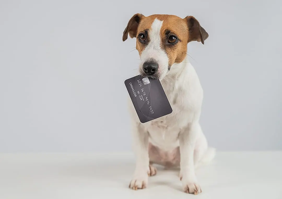 How to manage the rising costs of being a pet parent